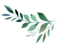 a watercolor illustration of a green leaf